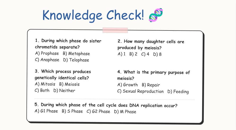 Biology lesson on cell division with knowledge check quiz in hand-drawn educational style — generated from a topic description