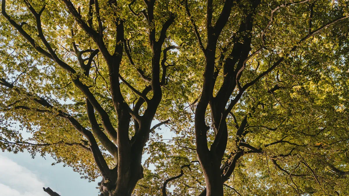 Top Interactive Tools for Visualizing Binary Search Trees